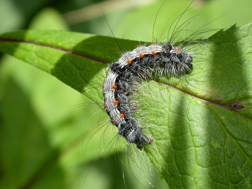 Four-spotted Footman