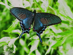 Papilio dehaanii