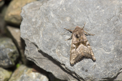 Phlogophora conservuloides