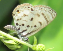 Azanus mirza