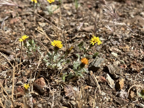 Image of Lessingia tenuis by no rights reserved