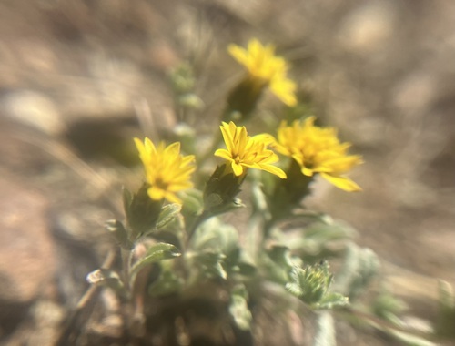Image of Spring Lessingia (Lessingia tenuis) by no rights reserved