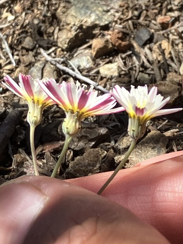 Image of Malacothrix floccifera by no rights reserved