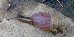 Achatinidae