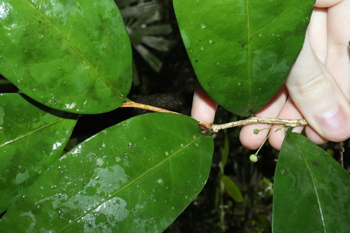 Image of Hedraianthera porphyropetala by (c) Thomas Mesaglio, some rights reserved (CC BY)