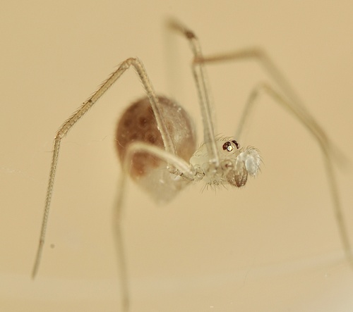 shortbodied cellar spider