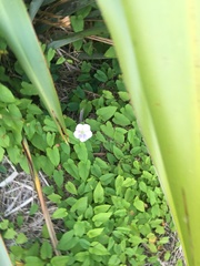 Calystegia sepium roseata x Silvatica disjuncta