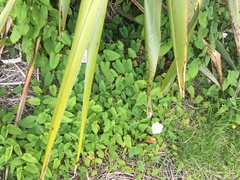 Calystegia sepium roseata x Silvatica disjuncta