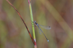 Lestes forficula