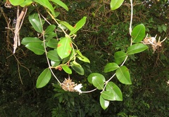 Ancylobothrys petersiana