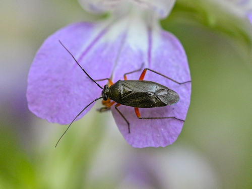 iNaturalist observation photo of Irbisia