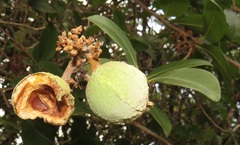 Ancylobothrys petersiana