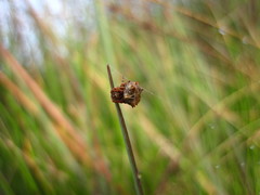 Acanthepeira