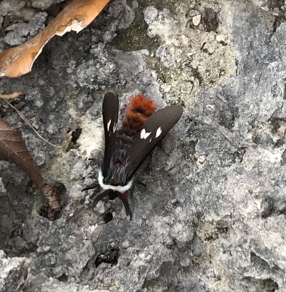 Grote's buckmoth