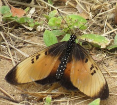 Acraea natalica