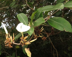 Ancylobothrys petersiana