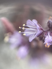 Phacelia quickii