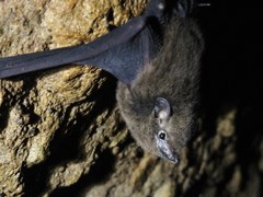 Polynesian Sheath-Tailed Bat photo 3