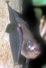 Polynesian Sheath-Tailed Bat photo 4