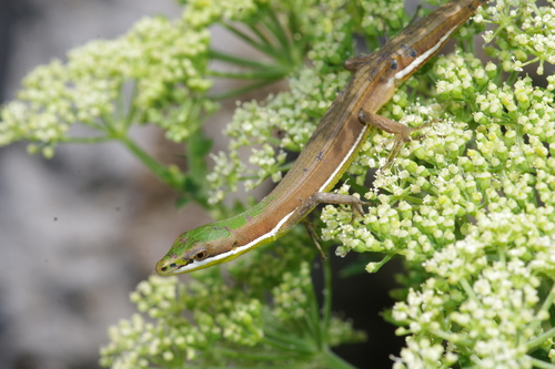 Green Grass Lizard, Takydromus smaragdinus