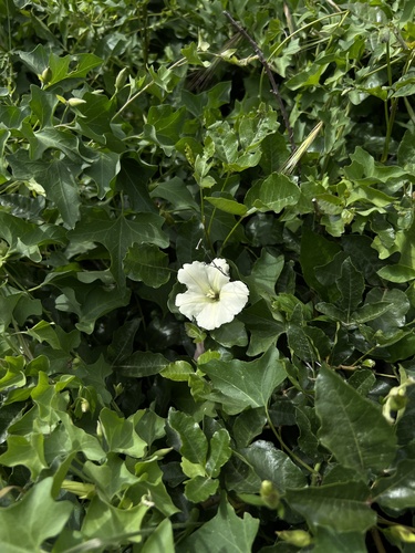 Image of Calystegia occidentalis by (c) Nicholas Wei, some rights reserved (CC BY-SA)