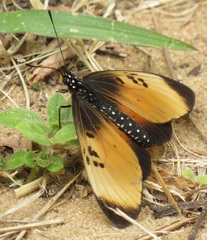 Acraea natalica