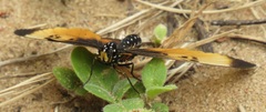 Acraea natalica