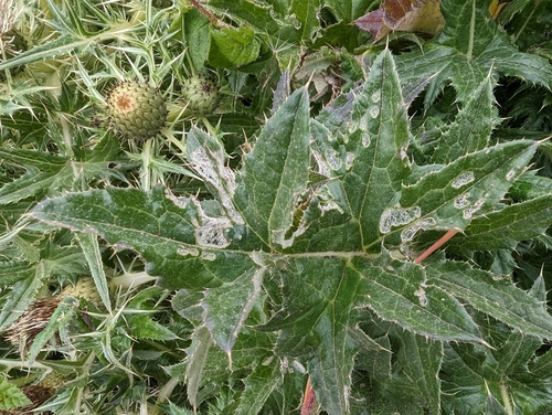 Image of Cirsium quercetorum by (c) Quinn Shemet, some rights reserved (CC BY)