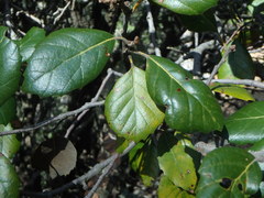 Quercus alnifolia