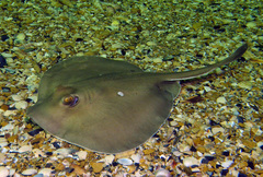 Sparsely-Spotted Stingaree photo 3