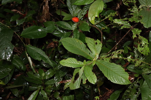 Image of Atractocarpus hirtus by (c) Thomas Mesaglio, some rights reserved (CC BY)
