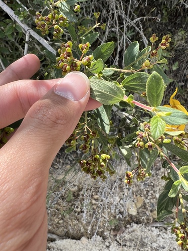 Lemmon's ceanothus (Ceanothus lemmonii)