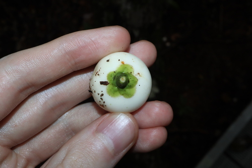 Image of Porcelain Fruit (Fagraea cambagei) by (c) Thomas Mesaglio, some rights reserved (CC BY)
