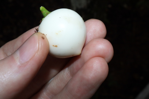 Image of Porcelain Fruit (Fagraea cambagei) by (c) Thomas Mesaglio, some rights reserved (CC BY)