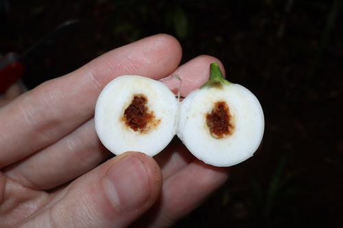Image of Porcelain Fruit (Fagraea cambagei) by (c) Thomas Mesaglio, some rights reserved (CC BY)