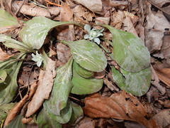 Antennaria solitaria