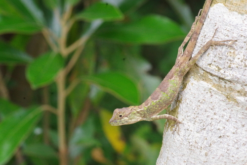 Okinawa Tree Lizard, Diploderma polygonatum