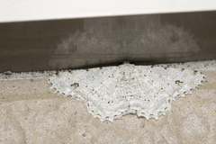 Lassaba parvalbidaria