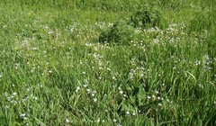 Ornithogalum woronowii