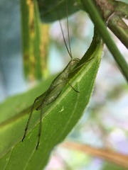 Oecanthus forbesi