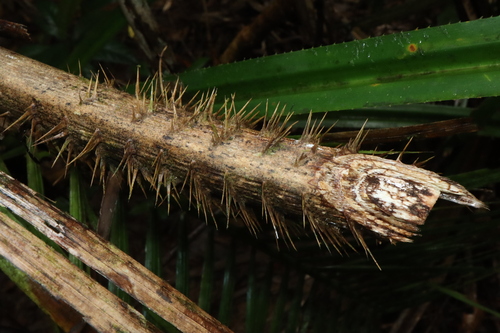 Image of Calamus moti by (c) Thomas Mesaglio, some rights reserved (CC BY)