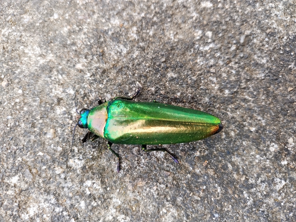 Chrysochroa parryi