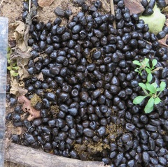 Cephalophorus natalensis natalensis
