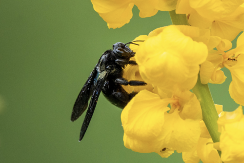 Green-winged Bamboo-Carpenter
