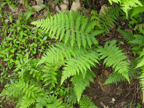 Athyrium yokoscense iNat (2)
