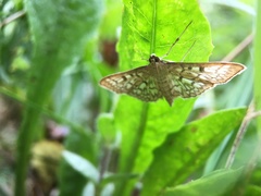 Herpetogramma thestealis