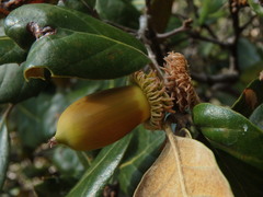 Quercus alnifolia