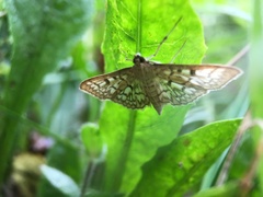 Herpetogramma thestealis