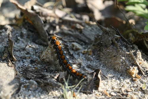 iNaturalist observation photo of Pacific Tent Caterpillar
