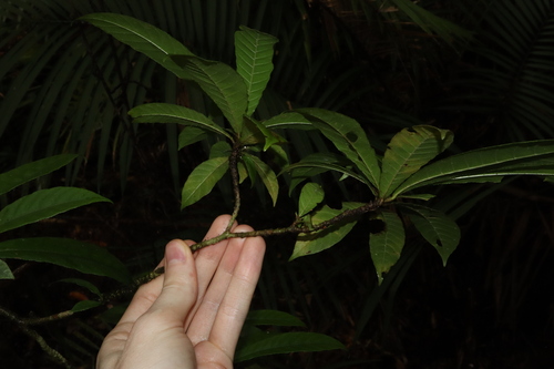 Image of Gardenia Actinocarpa (Gardenia actinocarpa) by (c) Thomas Mesaglio, some rights reserved (CC BY)